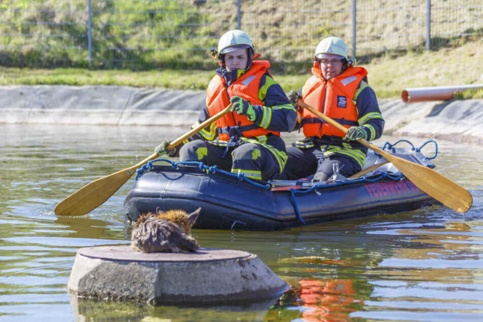 Die Feuerwehr rettete den Fuchs mit einem Schlauchboot.