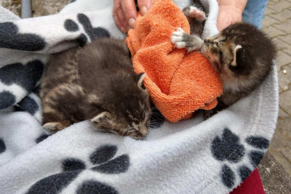 Die vier Katzen-Babys überstanden die Rettungsaktion unbeschadet.