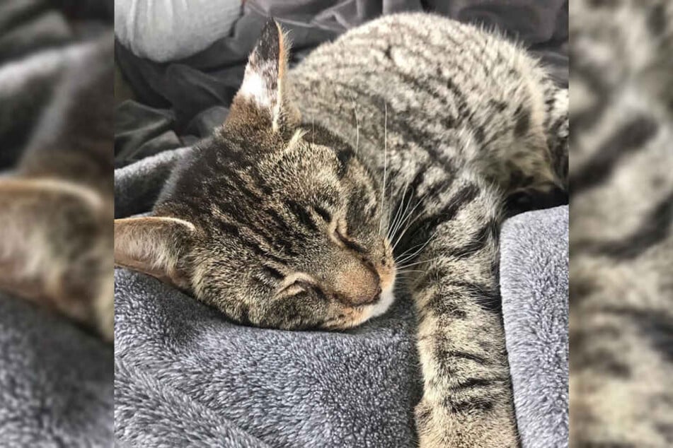 Seit einigen vermisst sie ihren Kater.