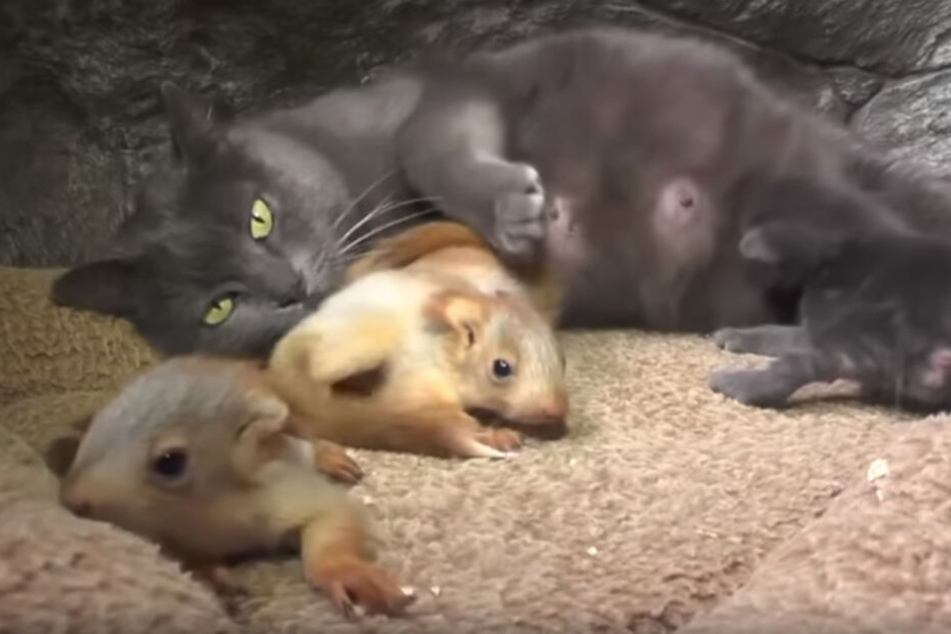 Katzenmama Puscha kümmert sich rührend um ihre eigenen Jungen und die adoptierten Eichhörnchen-Babys.