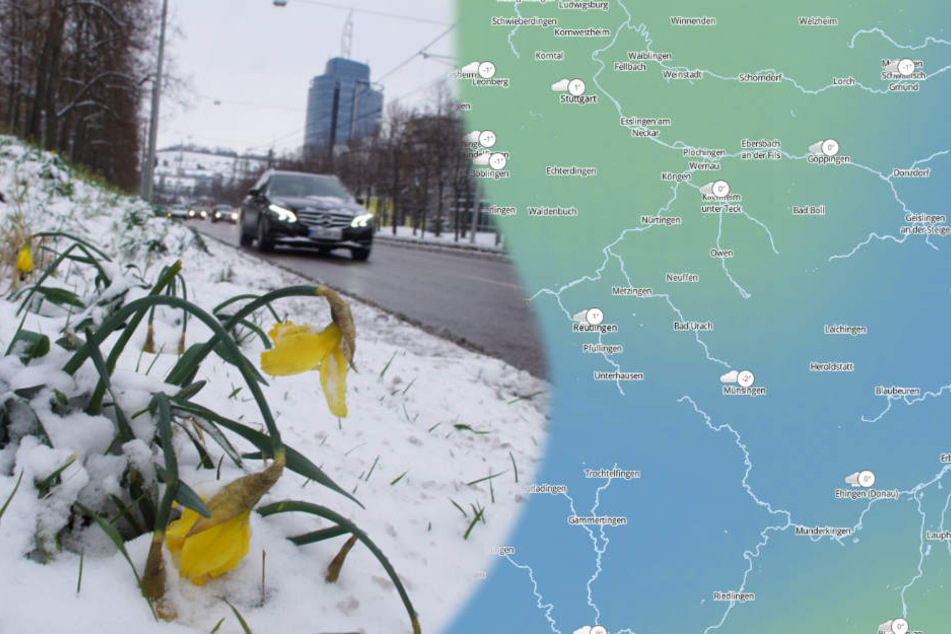 In Stuttgart künden Osterglocken vom nahen Frühling. In der Nacht auf Sonntag haben sie aber erstmal Schneehauben verpasst bekommen. (Fotomontage)