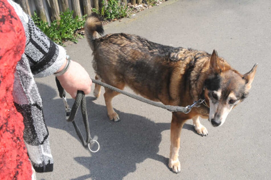 Die Leinenpflicht für Hunde soll erweitert werden.