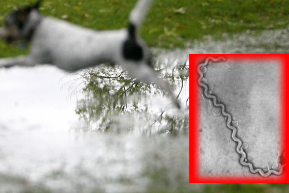 Leptospirose-Erreger lauern in Pfützenwasser.
