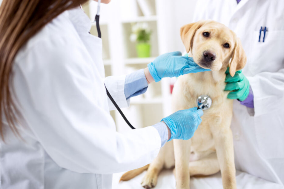 Bei dem Überfall wurden keine Tiere verletzt.