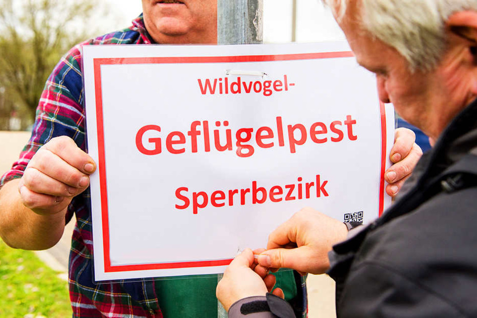 Der erste Fall von Vogelgrippe in OWL wurde bekannt. Noch ist unklar, ob es sich dabei um die H5N8-Variante handelt.