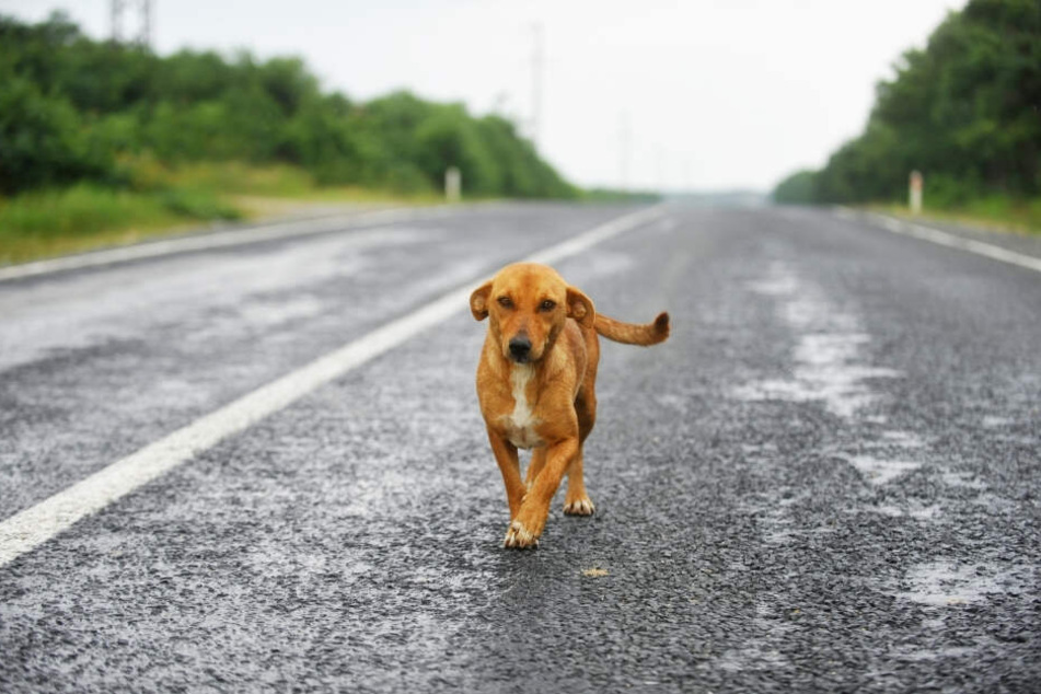 Weil ein entlaufener Hund auf die Fahrbahn lief, wurde eine Autobahn gesperrt. (Symbolbild)