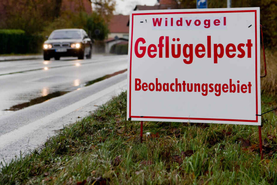 Wegen der Vogelgrippe wurde die Stallpflicht in Erfurt jetzt ausgeweitet.