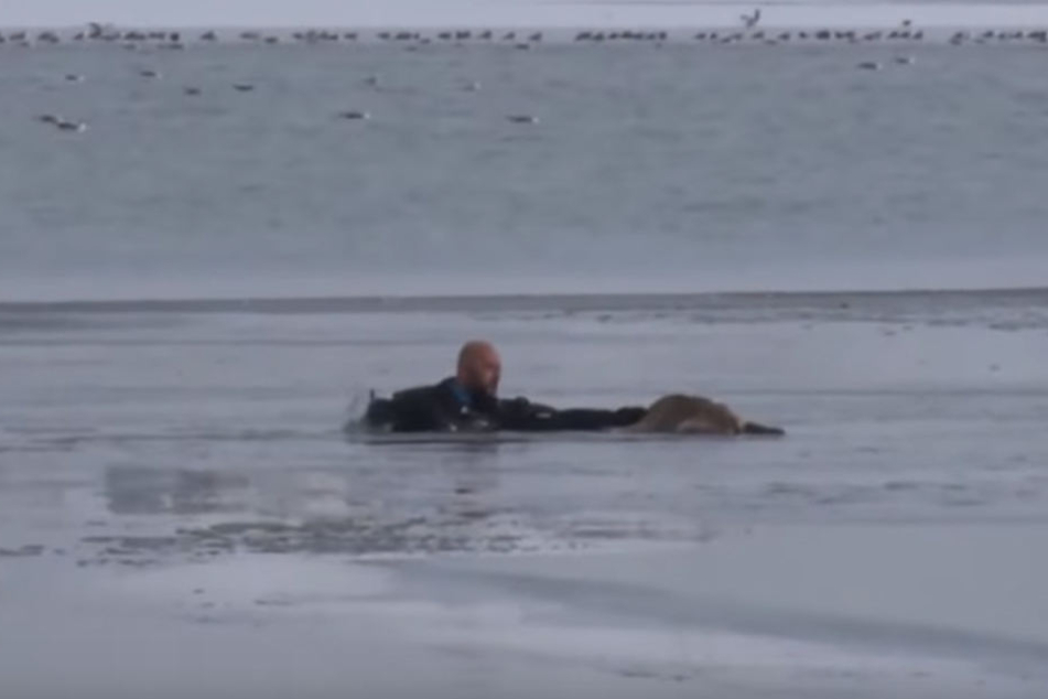 Ein Polizeitaucher gab alles, um den hilflosen Hund zu retten.