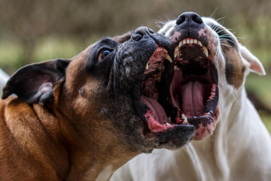 Die zwei Hunde liefen ohne Leine umher (Symbolfoto).