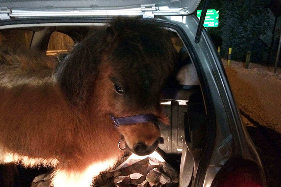 Tierischer Begleiter: Die Polizei fand dieses Pony in einem Kofferraum.