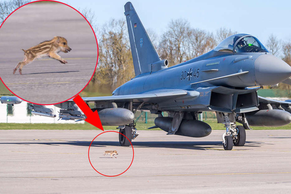 "Schweinchen Mutig" rennt Sekunden vor dem Start zum Eurofighter 30+45. Pilotin Ulrike Fitzer muss warten, bis es eingefangen ist.