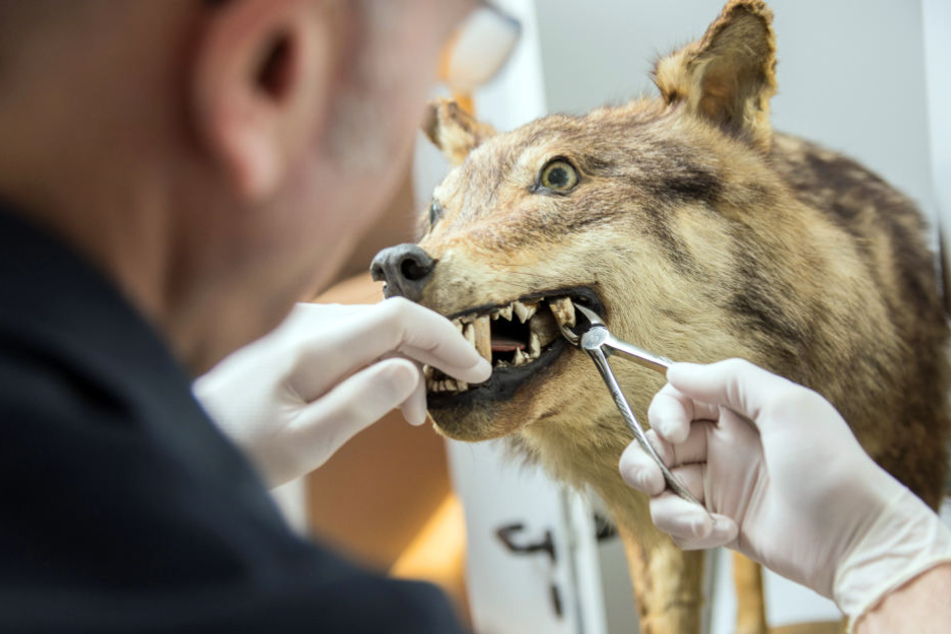 Einem präparierten Wolf wird von Zahnarzt Jörg Hense ein Backenzahn entnommen.