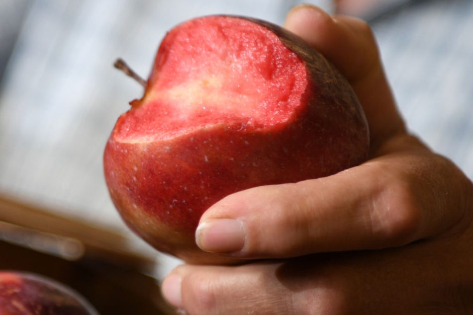 Die bislang namenlose Apfelsorte mit rotem Fruchtfleisch.
