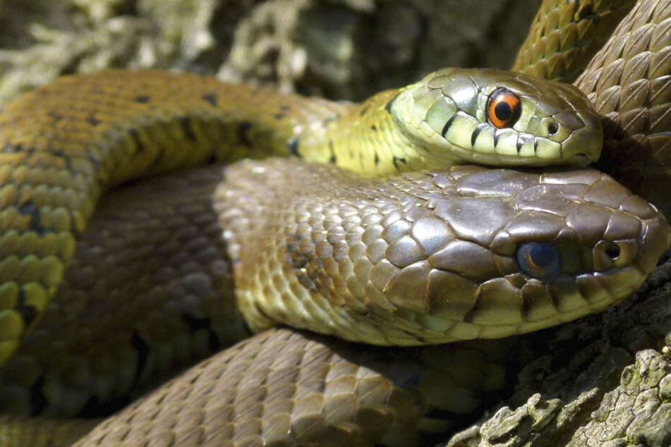 Sie beißen blitzschnell zu: Touristen-Paradies wird von Schlangenplage heimgesucht
