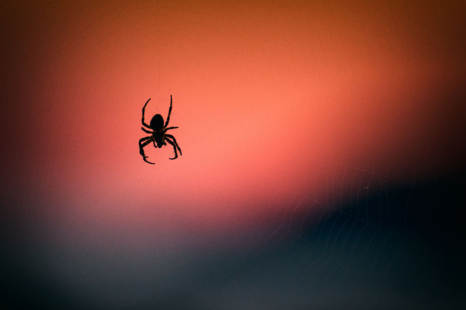 Im Oktober kracht es, weil ein Mann eine Spinne in seinem Auto einfangen will.