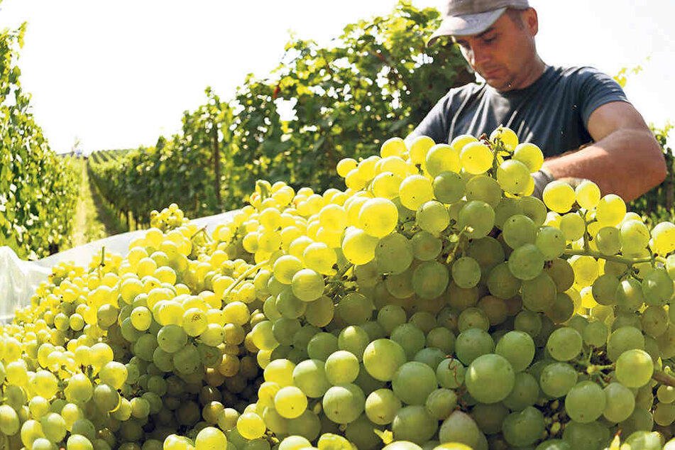 Die Weinlese läuft super.