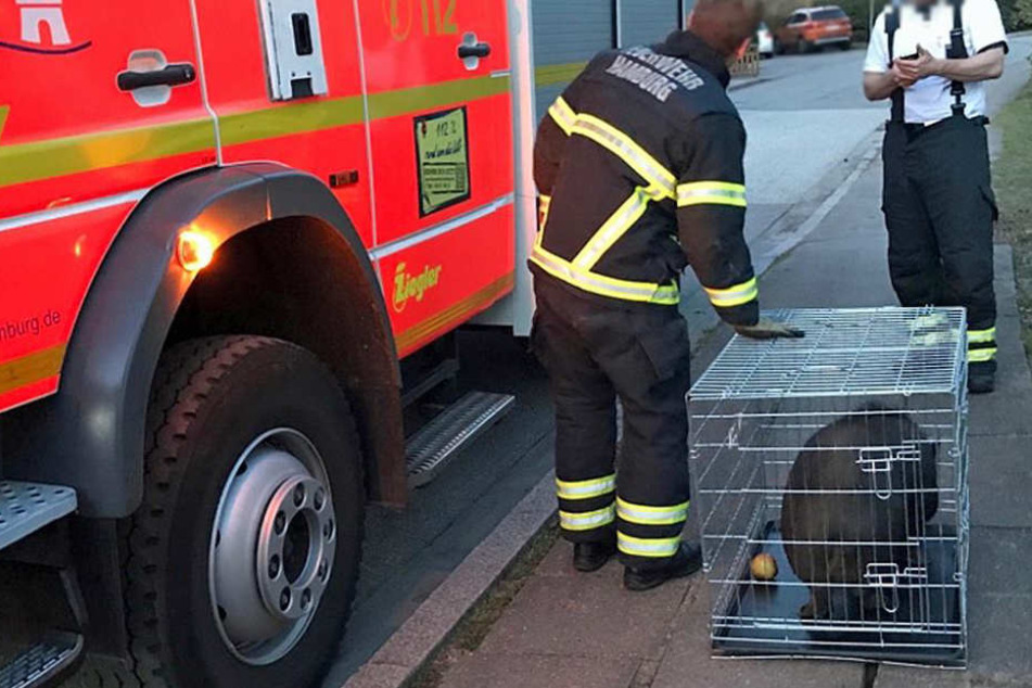 Das Schwein wurde ins Tierheim Süderstraße gebracht.