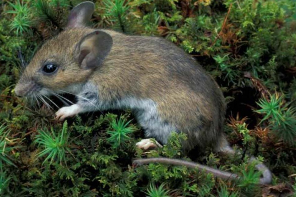 Bei Weißfußmäusen wurden genetische Veränderungen entdeckt.