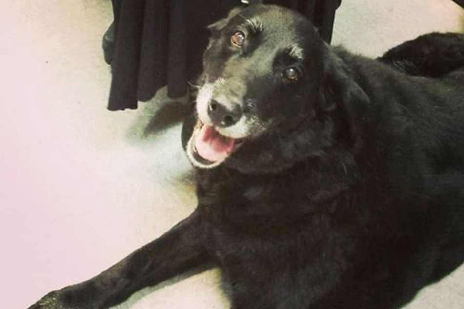 Hundedame Abby "lächelt" als sei nie was gewesen.