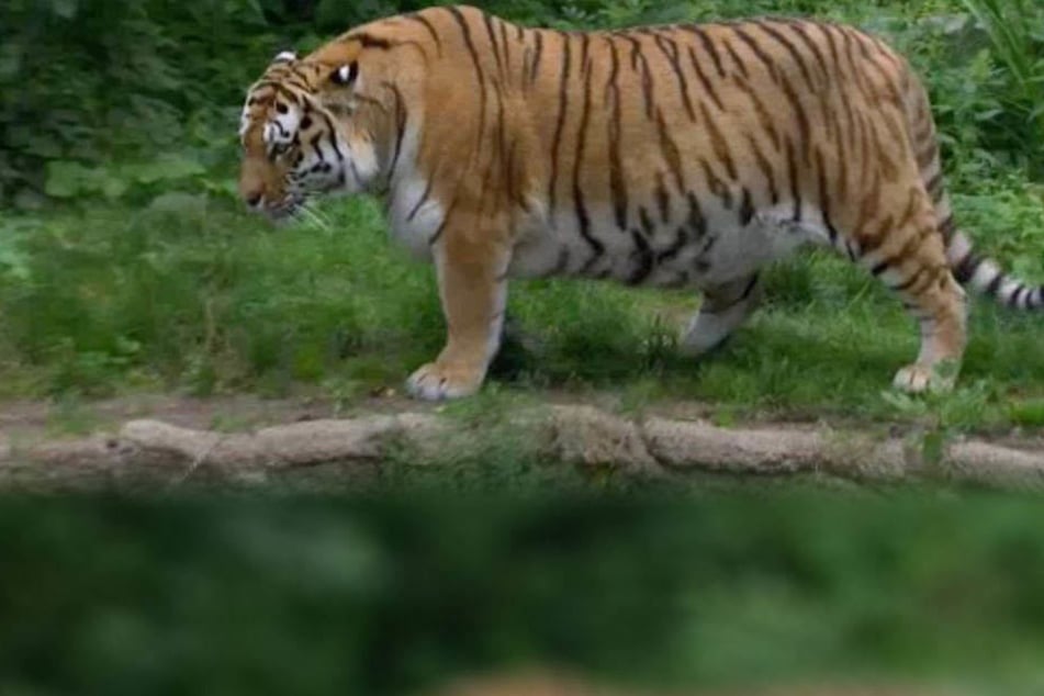 Für einige Fernsehzuschauer machten sich angesichts der Körperfülle von Tigermama Bella sorgen um die Großkatze.