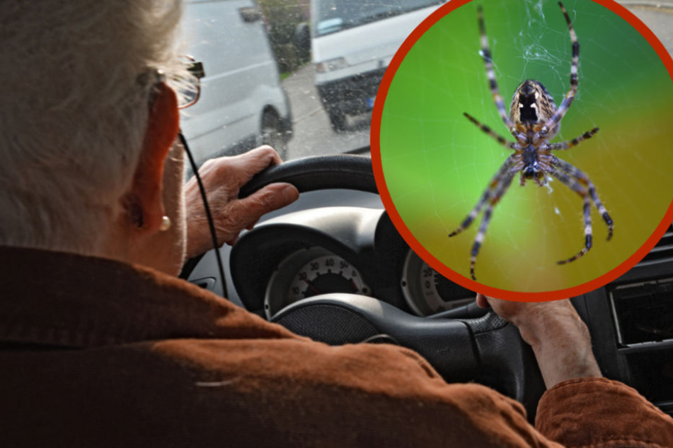 Der unerwünschte Beifahrer sorgte für einen Unfall (Symbolbild).