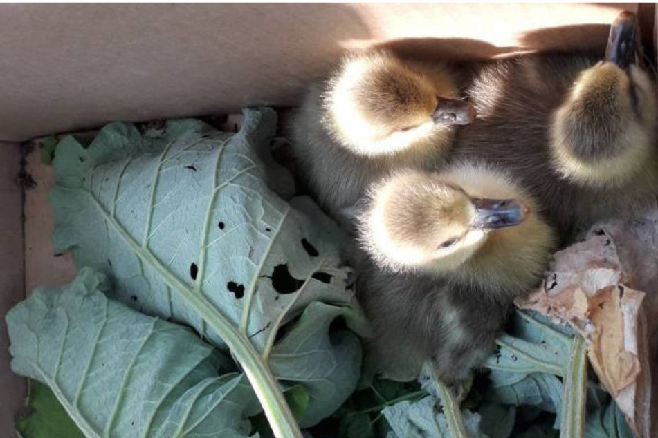 Gerettet! Die drei Küken werden im Karton ins Tierheim gebracht.
