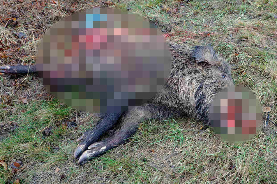 Das Wildschwein überlebte den Unfall nicht.