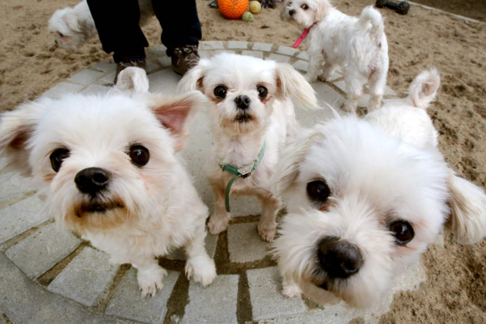 90 Yorkshire Terrier und andere kleine Hunde lebten allein im Haus der Tierquäler (Symbolbild).
