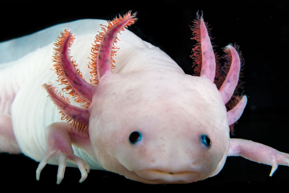 Der Lurch Axolotl ist wegen seiner Fähigkeit zur Regeneration von Gliedmaßen etwas ganz besonderes.