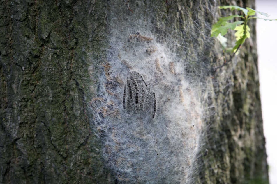 Ein Baum ist von einem Nest der Raupen befallen.