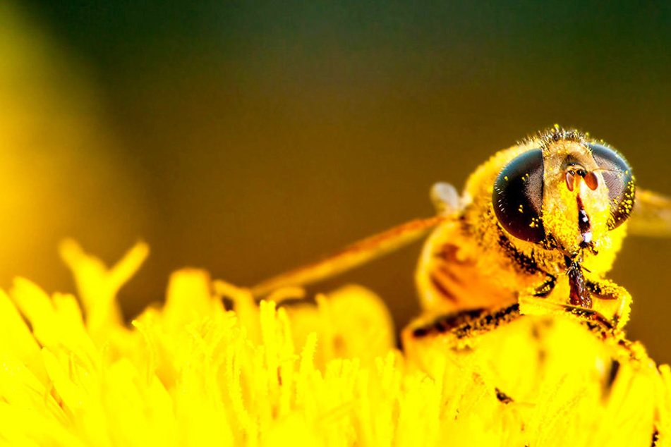 In der Apitheraphie werden Bienenprodukte zur Heilung eingesetzt.