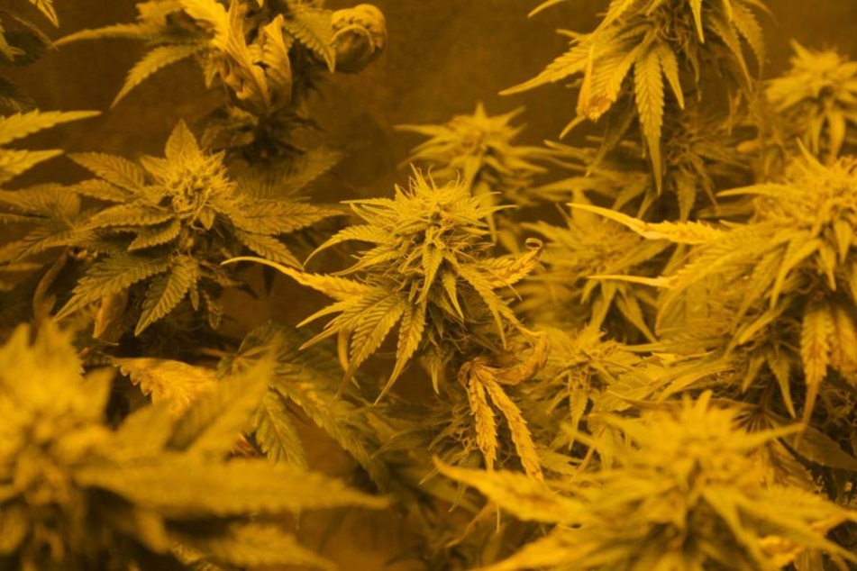Cannabis legal an den Mann bringen? Mit dem Jobangebot des "BfArM" ist das ab 1. März möglich.