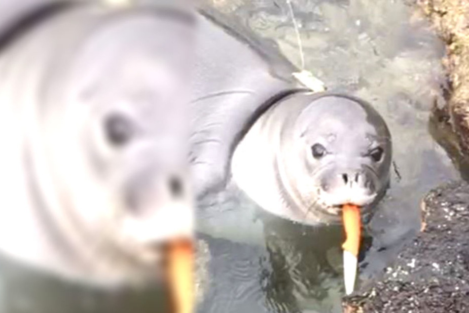 Robbe Manu'iwa hat sich etwas aus dem Wasser geangelt, das für ihn zur tödlichen Gefahr hätte werden können.