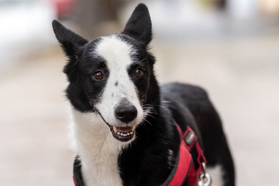 Laiza irrte 388 Tage durch das Erzgebirge. Bereits nach wenigen Stunden setzt bei Hunden der Überlebensmodus ein – antrainierte Verhaltensweisen treten in den Hintergrund.