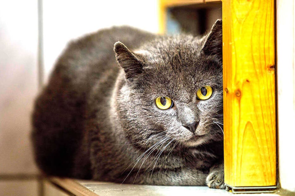 Kater Gerd verlor gerade erst seinen vertrauten Zweibeiner.