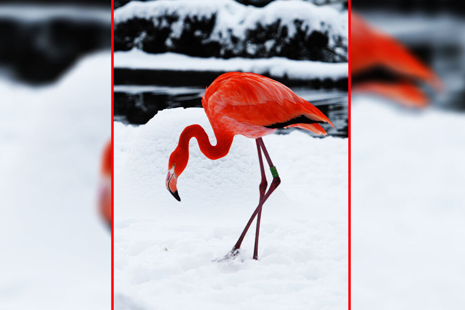 Professor Klaus Eulenberger (75) weiß: Flamingos bekommen im Winter auch mal kalte Füße.