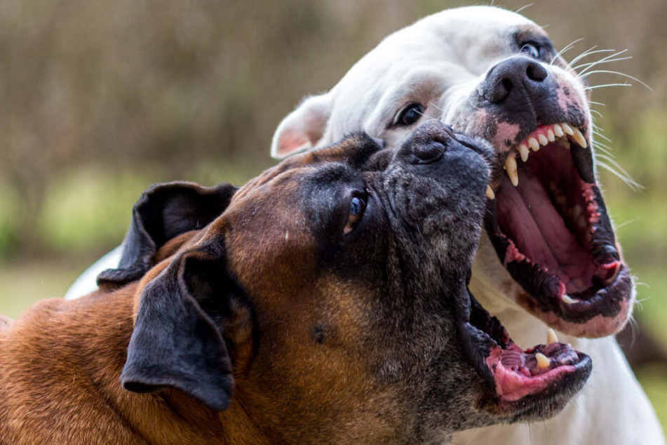 Die Hunde gingen gnadenlos vor (Symbolbild).