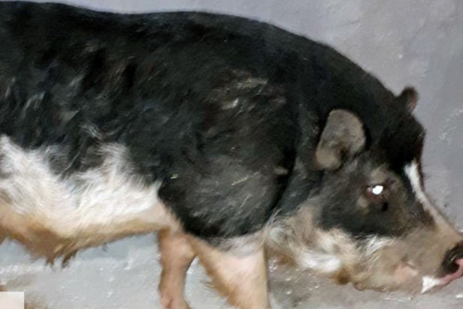 Hausschwein "Freddy" lieferte sich eine wilde Verfolgungsjagd mit den Beamten.
