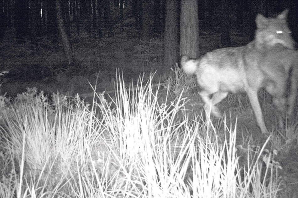 Erwischt! Mit Beute im Maul tapste diese Wölfin in der Dahlener Heide
(Landkreis Nordsachsen) in die Fotofalle.