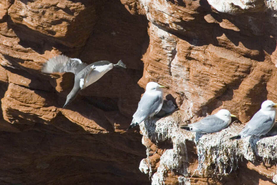 Eine Trottellumme stürzt sich vom Lummenfelsen auf Helgoland ins Meer.