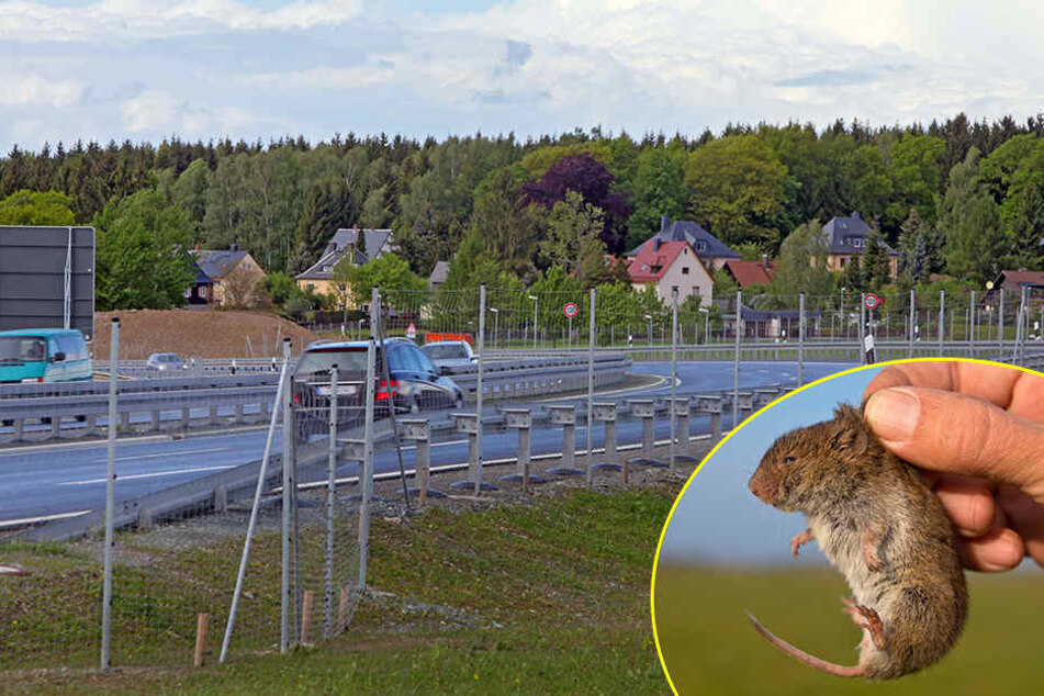 Das Regenrückhaltebecken an der B174 ist undicht. Ursache dafür sind Wühlmäuse. (Bildmontage)