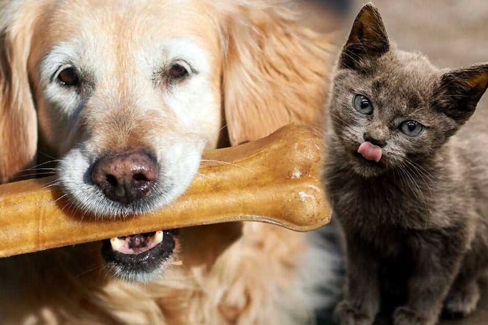 Raum Und Helfer Gesucht Chemnitz Bekommt Tafel Fur Tiere Tag24