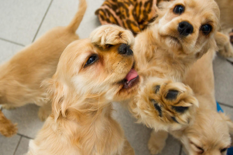 Hundewelpen auf einer Quarantänestation.