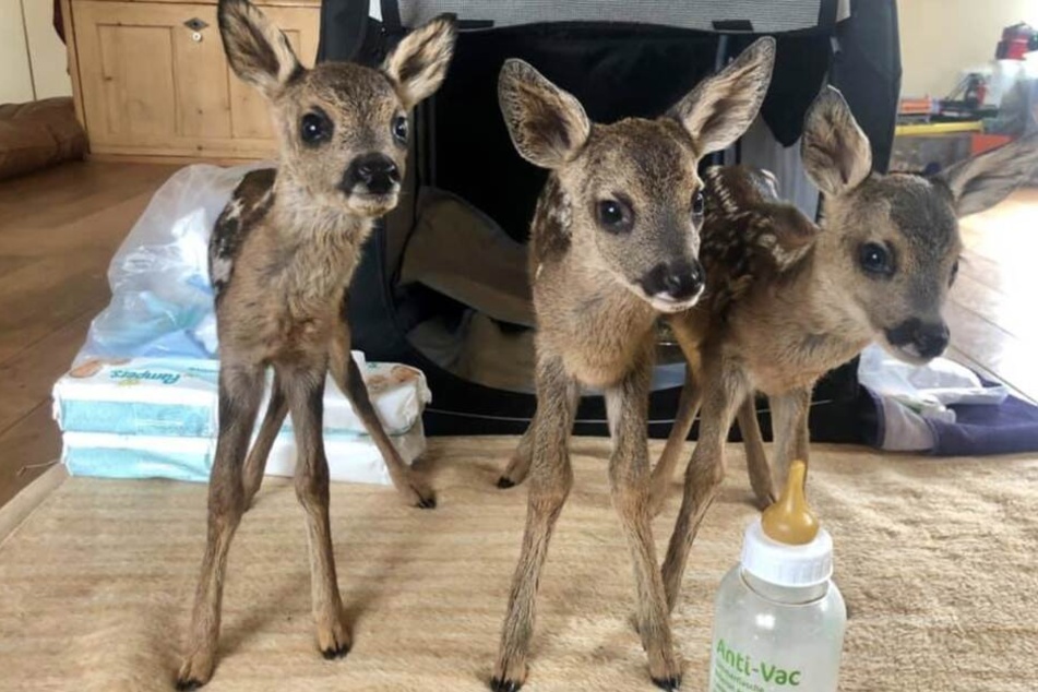 Die drei Rehkitze werden in der Wildtierstation Hünfelden aufgepäppelt.