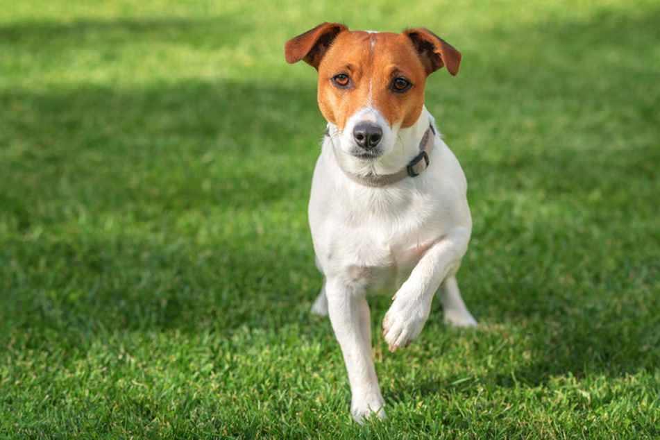 Von ihrem neuen Jack-Russell-Terrier hatte die Besitzerin nicht lange was. (Symbolbild)