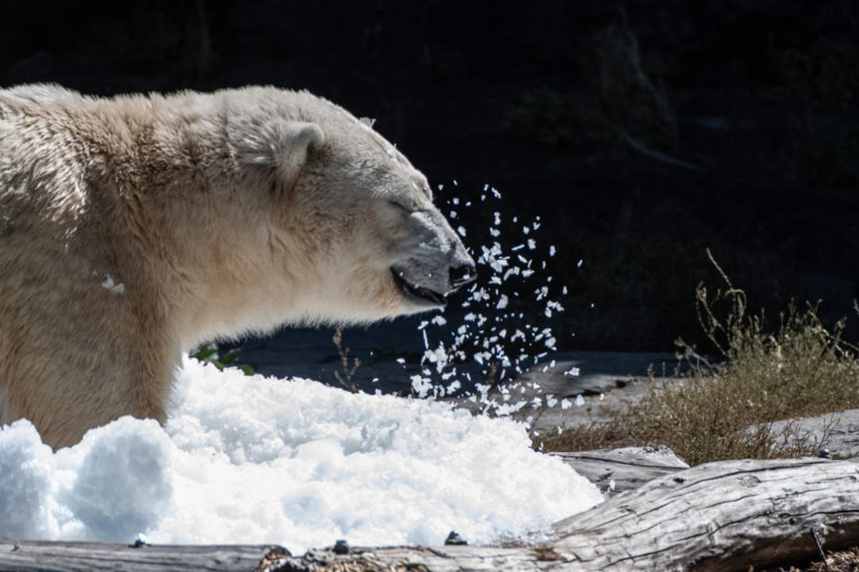 Am Dienstag hielt der Berliner Tierpark eine eiskalte Überraschung für Eisbären-Dame Tonja bereit.