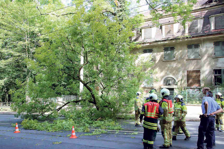 Die Feuerwehr musste ausrücken, um den am Lahmann-Sanatorium umgestürzten
Baum von der Straße zu räumen.