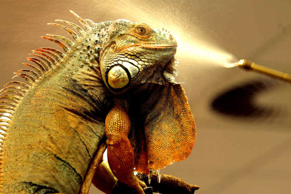 Die Ähnlichkeit der reptilienartigen Saurier von Chemnitz mit dem Grünen
Leguan zeigt die Verwandtschaft beider Wesen.