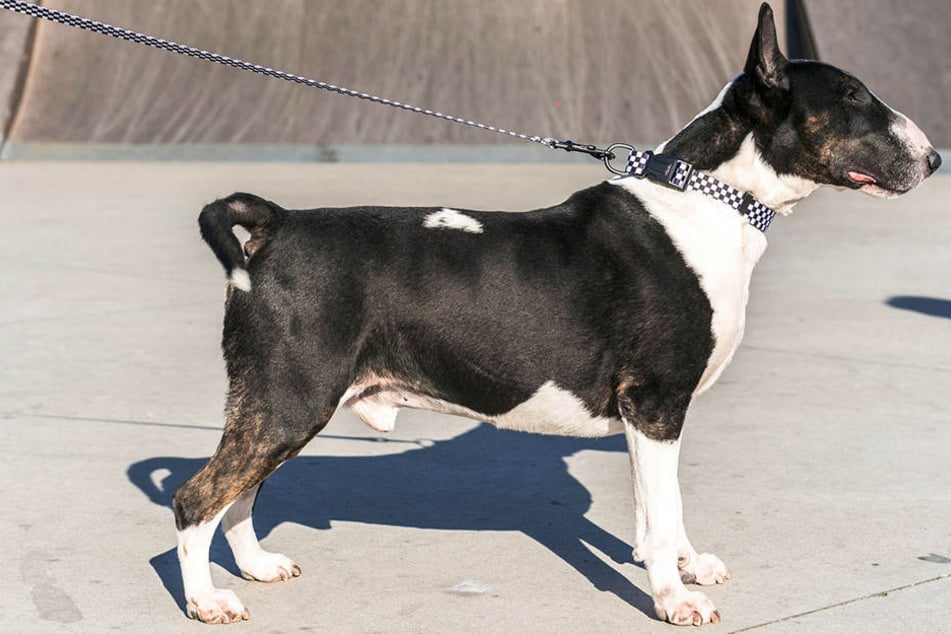 Ein Miniature Bull Terrier verletzte eine Leipzigerin am Dienstagmorgen durch mehrere Bisse. (Symbolbild)