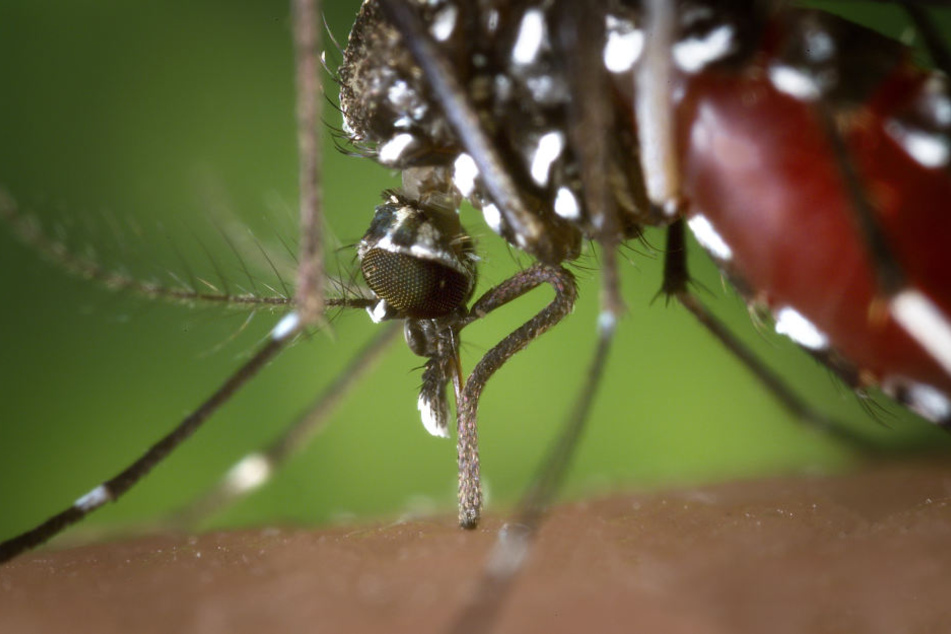 Die Tigermücke gilt als gefährlich, weil sie zahlreiche Krankheitserreger wie das Dengue- oder Zikavirus übertragen kann.